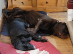 Why did they both want to sleep on the Blue bed......???